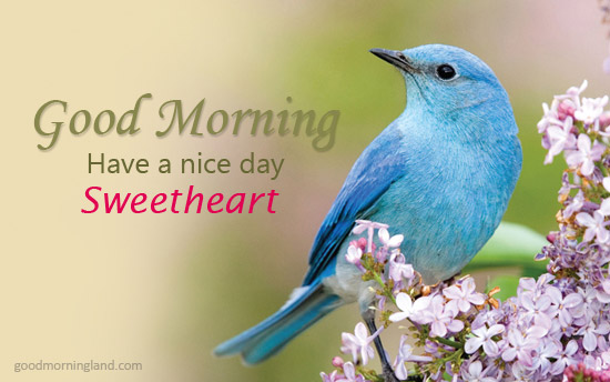 Good Morning Sweetheart Love Birds Images Good Morning Images, Quotes, Wishes, Messages, greetings & eCards
